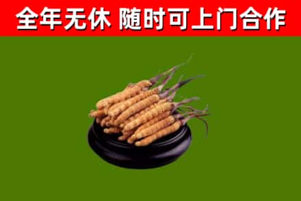 武安市回收冬虫夏草