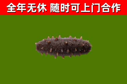 武安市回收海参干